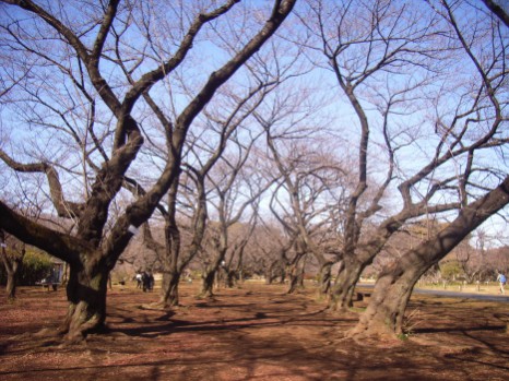 小石川植物園213