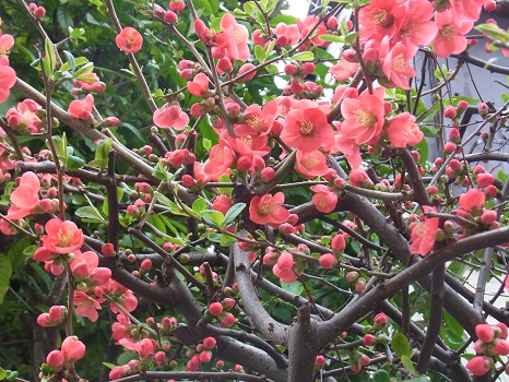 東京では、木瓜の花も咲きましたよ／旧2/29・己亥