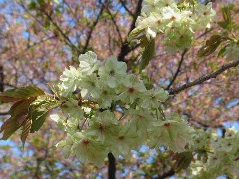 春の土用入りです。春も桜も、季節の最終コーナーを回りました／旧3/18・戊午