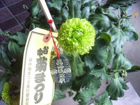 菊鉢