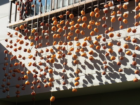 都会の片隅に、干し柿がひっそりと。…いや、大胆に吊る下がっております。／11/18=旧 閏9/26・癸巳