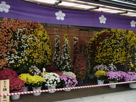菊祭り
