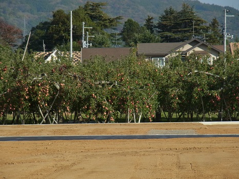 福島のリンゴ畑