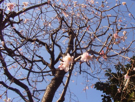 青空と冬桜