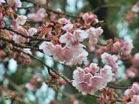 プレ・ソメイヨシノの桜花見は、冬桜から寒桜の見ごろにはいりましたっ！／2/27=旧1/9・甲戌