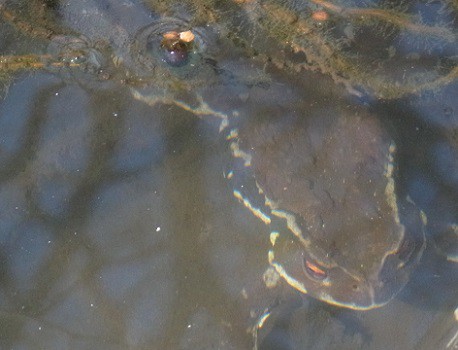 水中の蛙