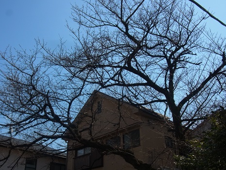 帰省前の（私的）桜標本木の様子をチェックしました！帰京するころ開花かな？／3/19=旧1/29・甲午