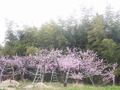 福島の桃の花