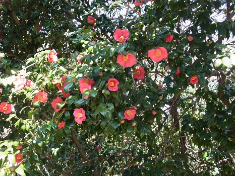 今ごろなら、桃の花というより、椿のほうが…と思うのですが、「椿始笑」にしなかったのはなぜだろう？／3/13=旧1/23・戊子