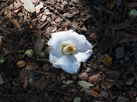 地面に咲く　白藪椿
