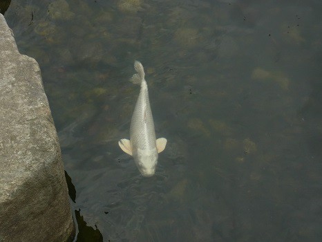 銀の鯉