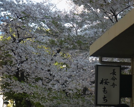 「散桜楽」とともに、桜もち、桜大福、花見団子…のほうは惜しんでみました。／4/11=旧2/23・丁巳