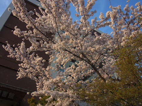 駒込の桜