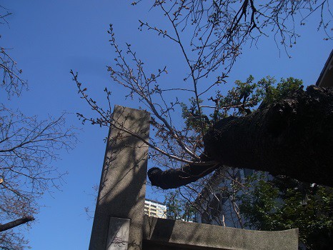 養福寺の八重桜