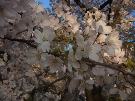 江戸人は、桜の見ごろを、立春からカウントして目安にしてた…って知ってる？で、立春から60日目の今日は一重桜の見ごろだそう。／4/4=旧暦2/16・庚戌・満月！