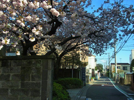 養福寺の桜
