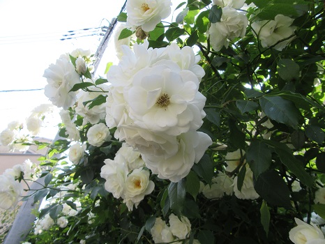 そろそろ薔薇の花の初夏バージョンがにぎわってきたみたい。今年は、爽やかな白薔薇がやけに目につきますがなんで？／5/14=旧3/26・庚寅