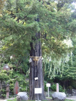 富士神社の御神木