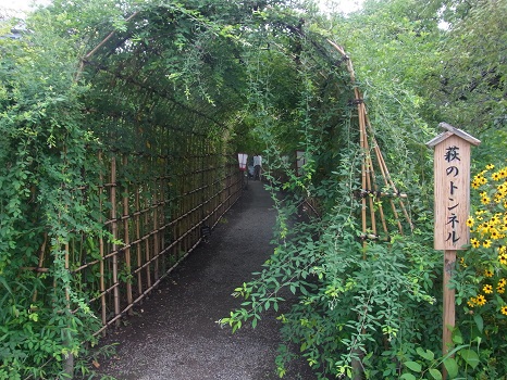 8月末の萩のトンネル