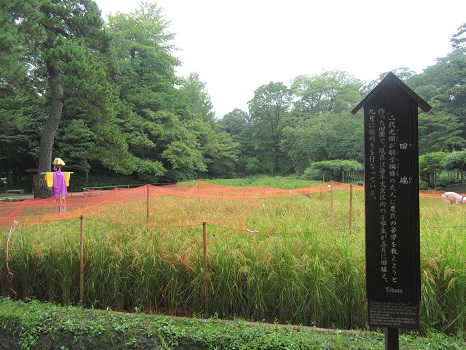 今日から七十二候は「禾乃登」＝稲が実る頃です。東京は田んぼないしなぁ…いやあったよ！見に行ってきました／旧暦7/21・壬午