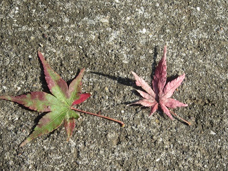 江戸人の教えによれば「立冬」から約8日、遅くとも15～6日には楓の紅葉が見ごろだそう…。しかし、平成の東京は、今ごろやっと色づきはじめ。／11/26=旧10/15・丙午・満月