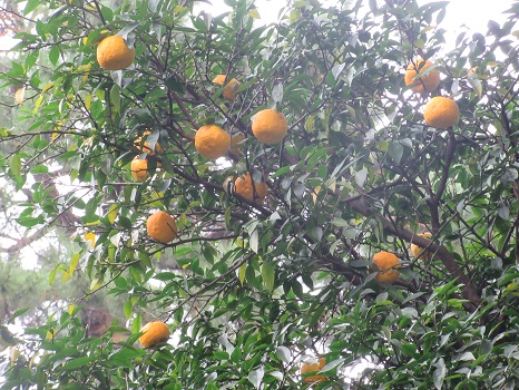 七十二候は「橘始黄（たちばなはじめてきばむ）」。街の柑橘類も、これだけは暦通りにばっちり色づきました！／12/2=旧10/21・壬子