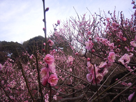 小石川植物園の梅