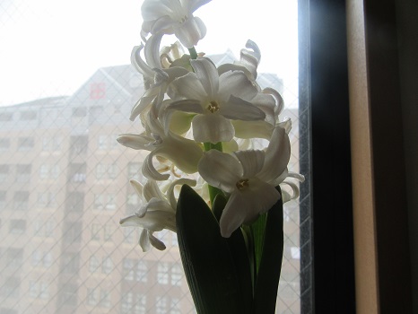 「風信子」って花の名前なんですが、何の花か知ってますか？ふふふっ、ヒヤシンスです。咲きました！いい香りです。／2/21=旧1/14・癸酉