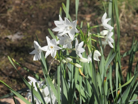春迎えの気分で「水仙」を見に！今年は新宿御苑のペーパーホワイトを鑑賞し、さあて、ここから「花見」リレーのスタートです。次は梅かな、寒桜かな？／2/7=旧12/29・己未
