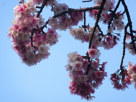 今年もプレ・ソメイヨシノ。桜の花見は、冬桜から寒桜の季節に入っております。／2/22=旧1/15・甲戌