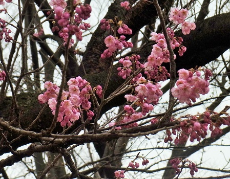 椿寒桜皇居2015年3月3日