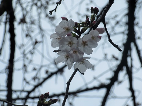 七十二候は、「櫻始開」に。東京のソメイヨシノは3月21日に開花宣言。我が勝手標本木は、ちらほら開花しはじめ。ふーむ、今年の桜も暦どおりみたいですね。／3/26=旧2/18・丁未