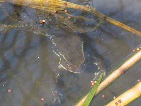 小石川植物園の蛙