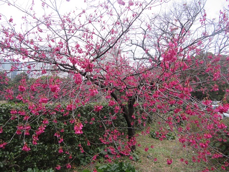 緋寒桜の木
