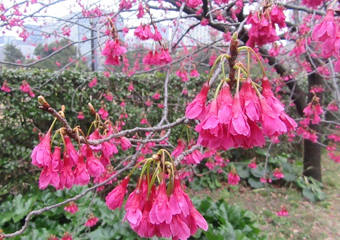 プレ・ソメイヨシノは、こんなに早く第３コース。寒緋桜がもう開花しちゃってますっ！びっくりっ！／3/7=旧1/29・戊子