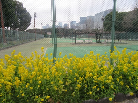 テニスコートの葉の花