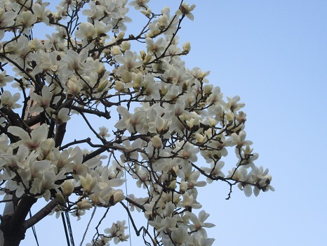 白木蓮が咲いて、散り。こぶしが咲いて、さらに桜を見上げるように、雪柳も咲き始め。実は、白い花って艶やかで贅沢だ！と眺めるのは春だけの楽しみかも？／3/27=旧2/19・戊申