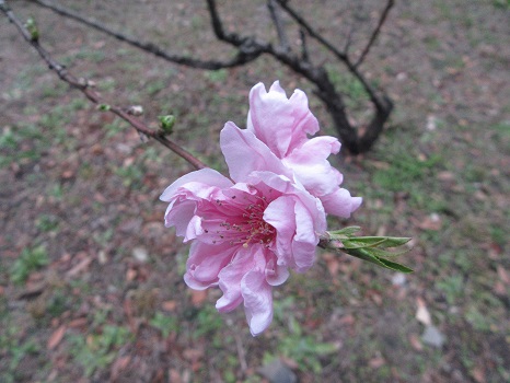 七十二候は「桃始笑」に。「笑」という字に、咲くの意味を持たせたセンスが秀逸！そして今年は、東京でも「花桃」が咲きました！／3/12=旧2/4・癸巳