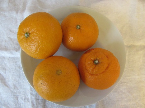 春柑橘を春みかんと勝手によんで、今年も旬を楽しみます！が、街の春柑橘はまとめ売りが主流。種類を追求したい私は、ばら売りもとめ彷徨う春とも言えるかなぁ。／4/15=旧3/9・丁卯