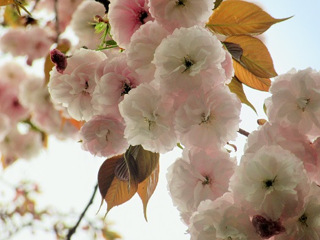 今日は、春土用入り。そうだっ！と出かけてみれば、やっぱり、八重桜が見ごろを迎えています。桜リレーはこれが終盤。土用が明ければ暦も夏です。／4/16=旧3/10・戊辰