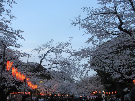 上野公園の桜3月31日