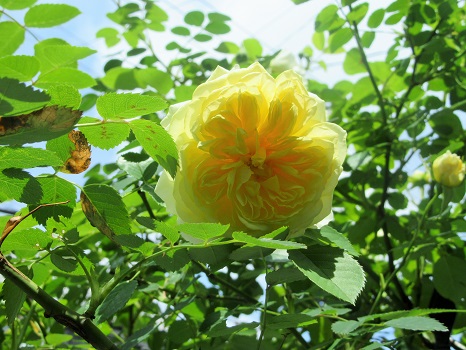 連休過ぎた東京の街には、初夏の薔薇が咲きまくる。街中にこんなに薔薇の木があったんだぁ！と、毎年飽きもせず圧倒されます！／5/11=旧4/5・癸巳