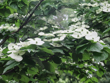 東京の見ごろは、「旅の日」（5/16）前後の記憶の通り、今年も「山法師」の花が新緑を白く覆うように咲いておりますっ！／5/17=旧4/11・己亥