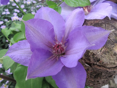 鉄線、時計草、ライラックに都忘れに…そろそろ青紫系の花々が咲きだしました。ってコトは、ああ、もうそろそろココロは梅雨の覚悟かねぇ…。／5/18=旧4/12・庚子