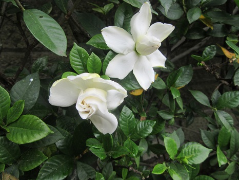 これも梅雨の時期に咲く白い花。「くちなしの花」も無事咲いています八重も一重も。もう満開まじか(*’▽’)。／旧暦5/12・壬午