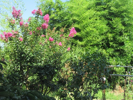 福島の庭の百日紅