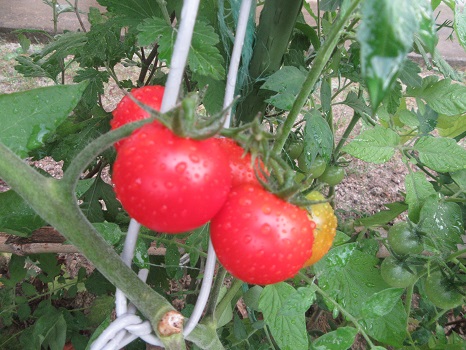 福島のトマト