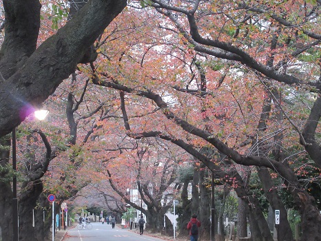 谷中霊園桜並木