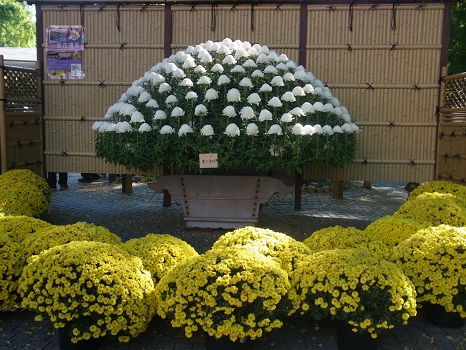 寒くなった東京では軒並み「菊まつり」スタート。そして私の菊まつりハシゴもスタート！／11/9=旧10/10・乙未