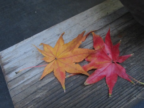 江戸人の真似して「立冬」から数えて待った木々の色づき。いきなり紅葉、佳境になってるみたいですよ(;’∀’)／11/26=旧10/27・壬子